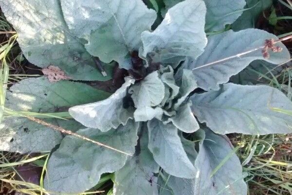 Wavyleaf mullein