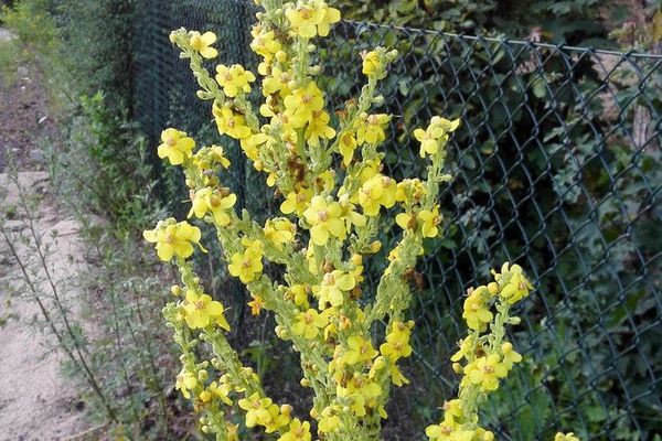 Hungarian mullein