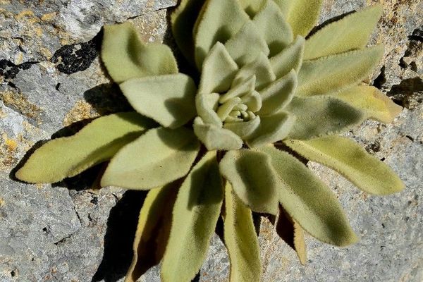 Common mullein