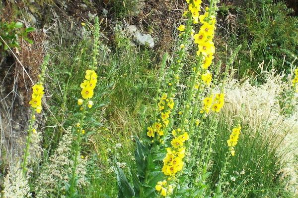 Green mullein