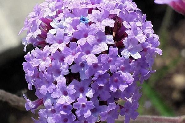Argentine vervain