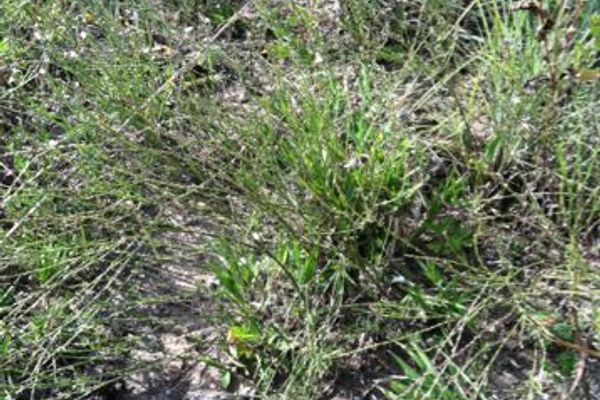 Texas vervain