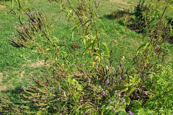 American blue vervain