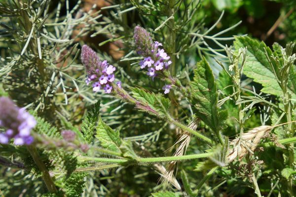 Vervain