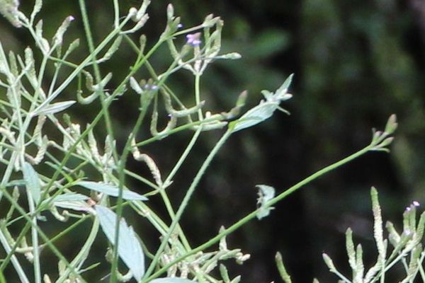 Brazilian vervain