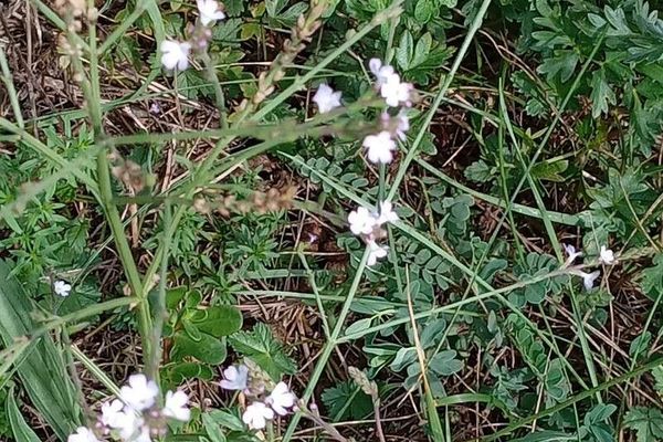 Official vervain