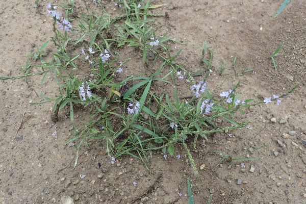 Narrow-leaf vervain
