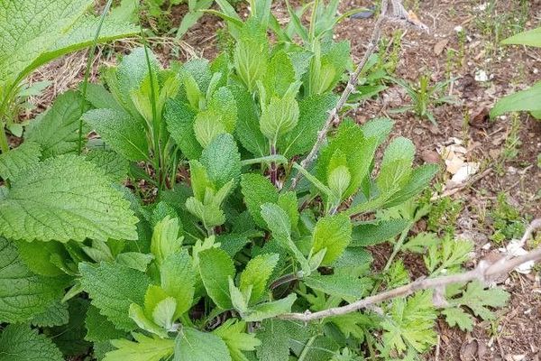 Hoary vervain