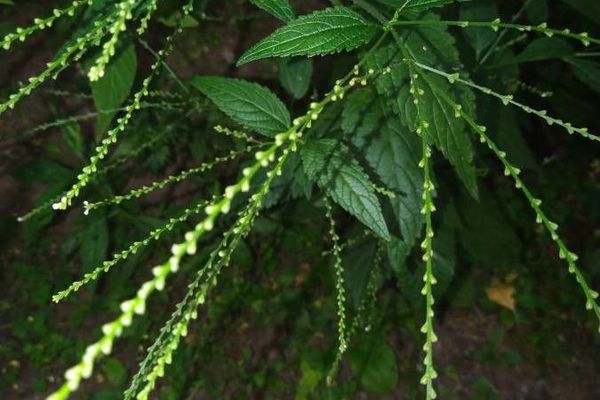 Burvine