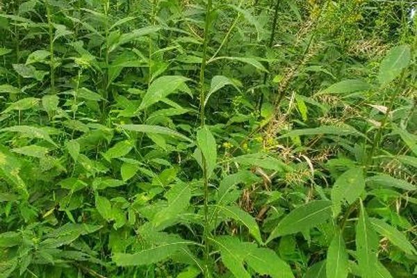 Wingstem