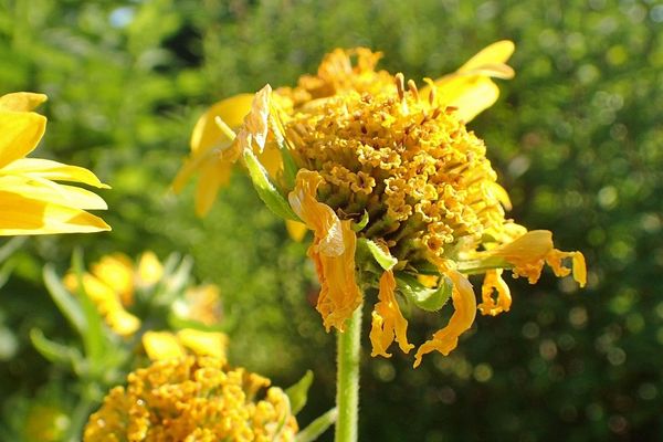 American dogweed