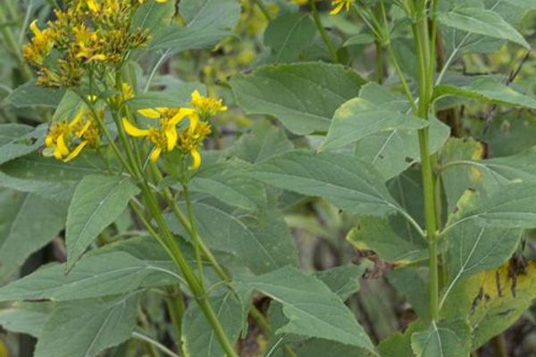 Yellow crownbeard