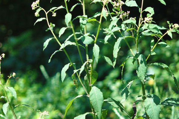 Frostweed