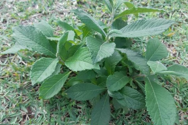Western ironweed