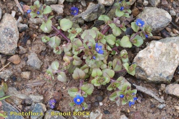 French speedwell