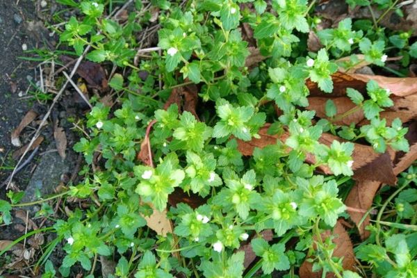 Field speedwell
