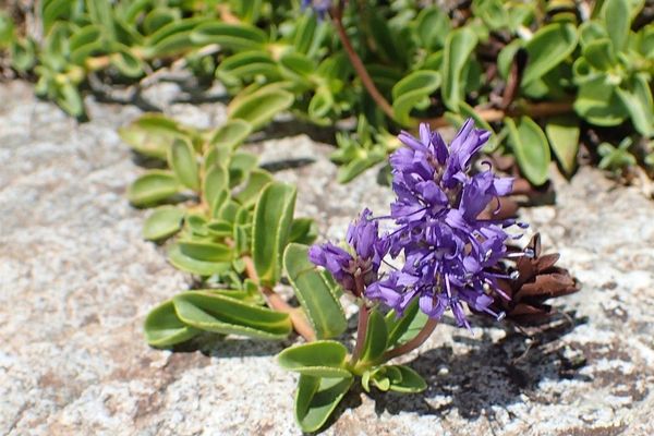 Allioni's speedwell