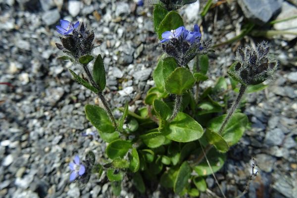 Alpine speedwell