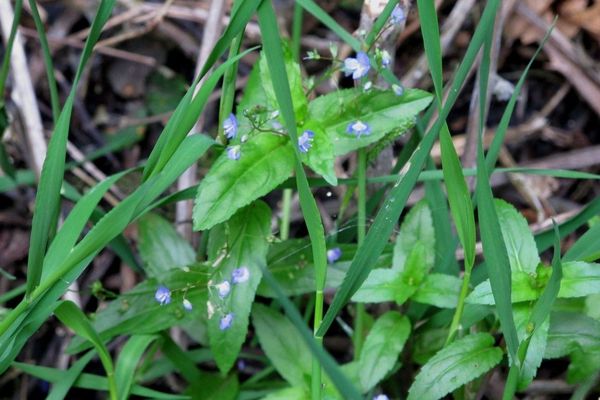 American brooklime