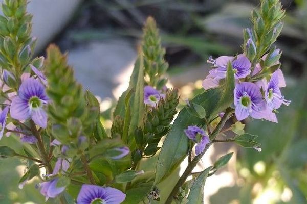 Brook-pimpernel