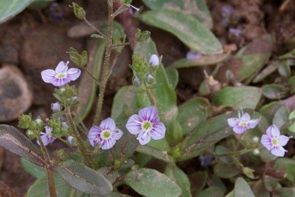 Veronica anagalloides