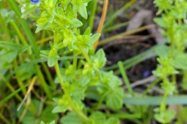 Field speedwell