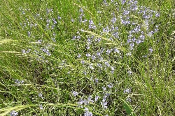 Large speedwell
