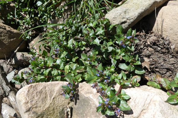 European brooklime