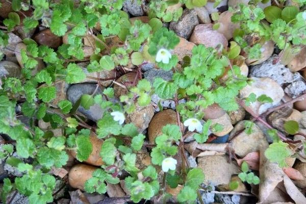 Pale speedwell