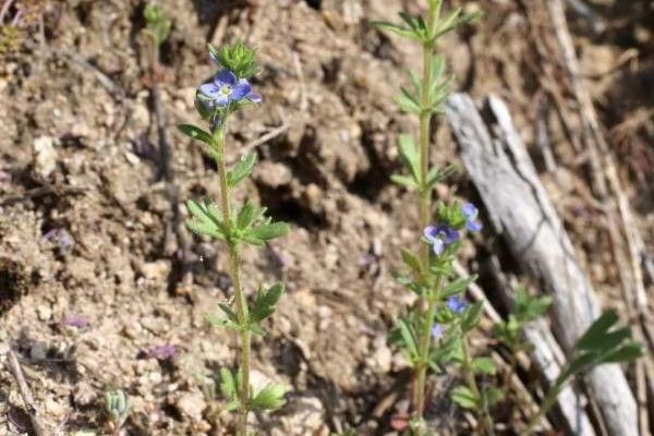 Dillenius' speedwell
