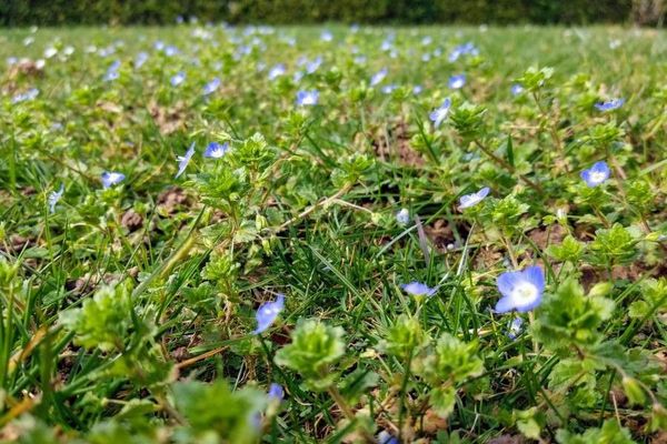 Creeping speedwell