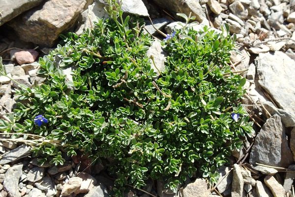 Rock speedwell
