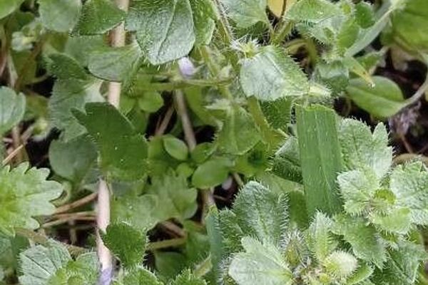 Small henbit