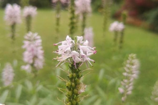 Garden speedwell