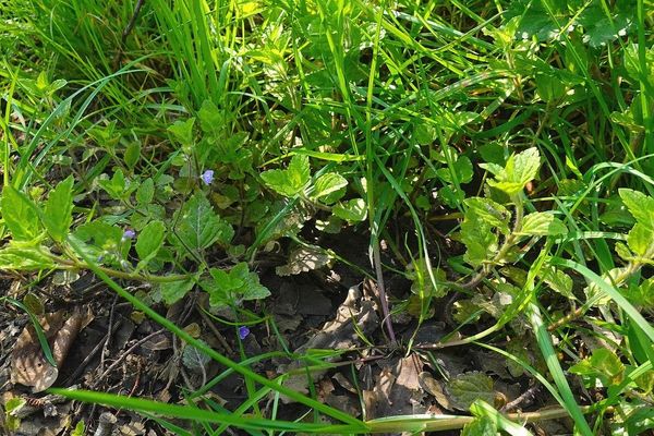 Wood speedwell