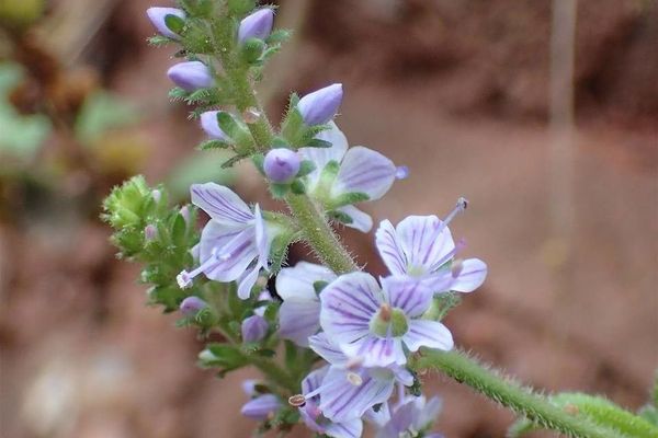 Heath speedwell