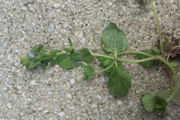 Dark speedwell