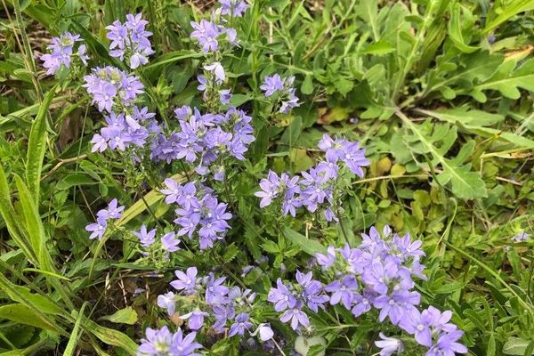 Veronica orsiniana