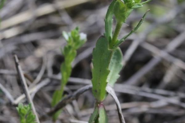 Necklaceweed