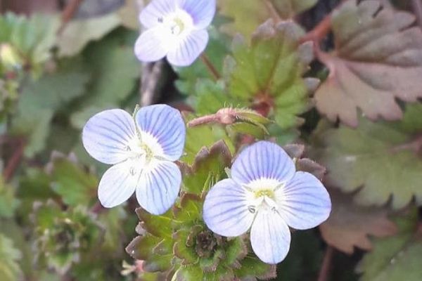 Persian speedwell