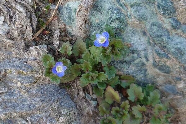 Grey field speedwell