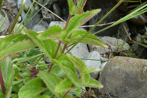 Spiked pyrenean speedwell