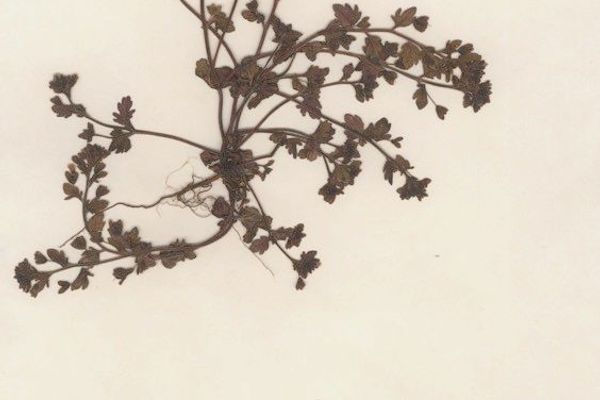 Breckland speedwell