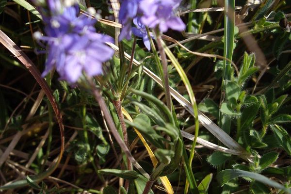 Prostrate speedwell