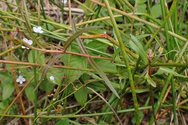Marsh speedwell