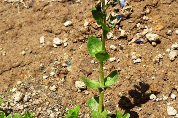 Thyme speedwell
