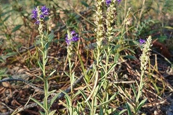 Spiked speedwell