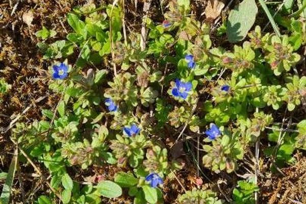 Finger speedwell