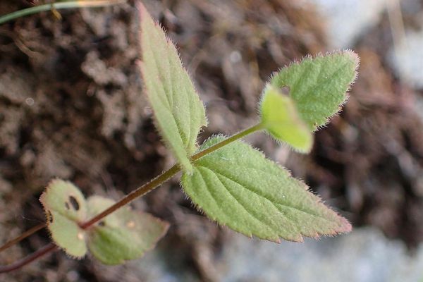 Nettle-leaf speedwell