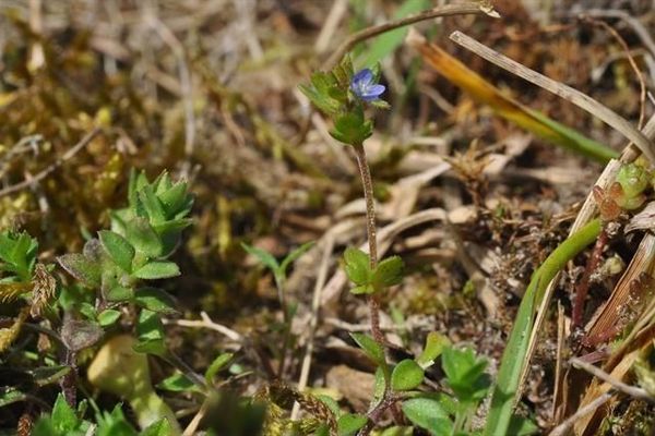 Spring speedwell